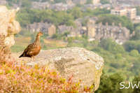 Grouse